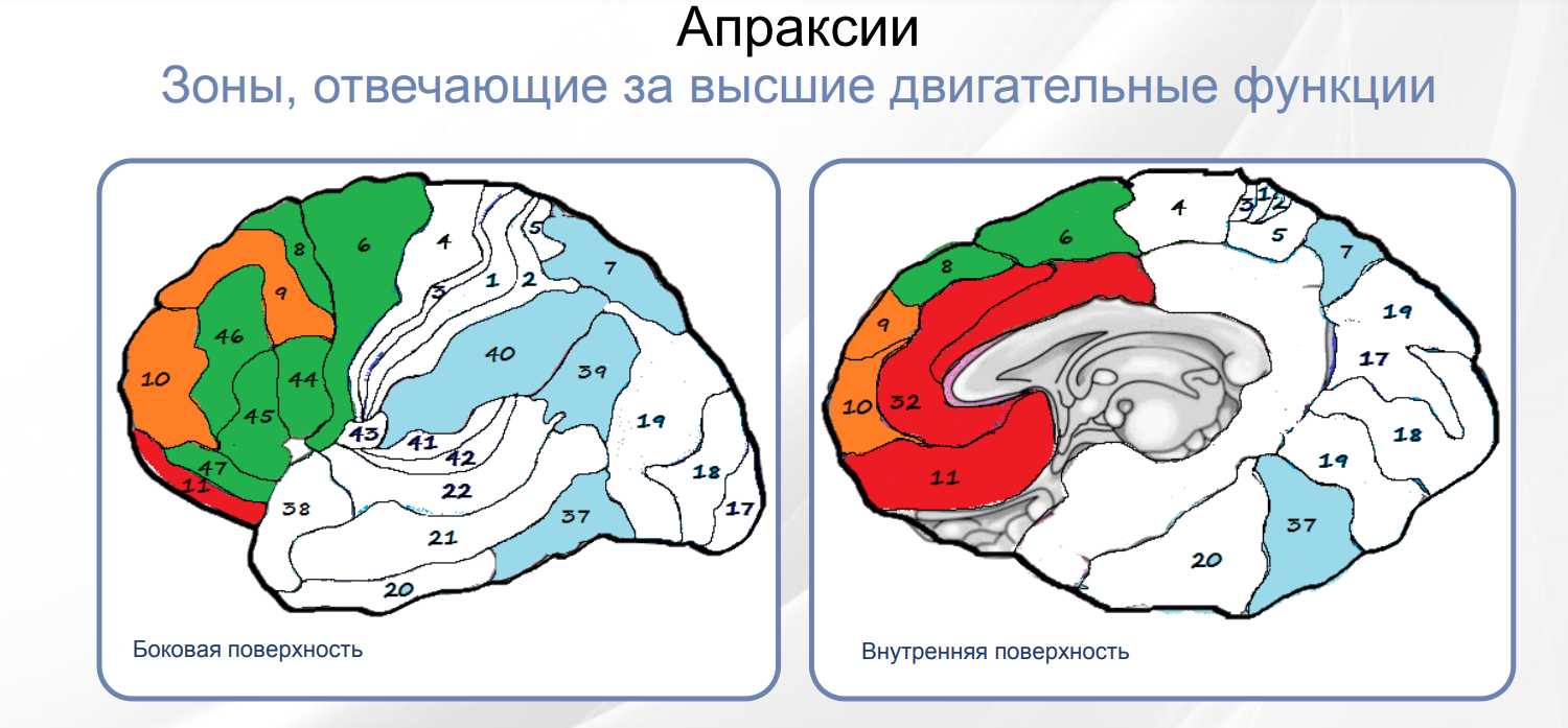 Повреждённые зоны мозга при апраксии